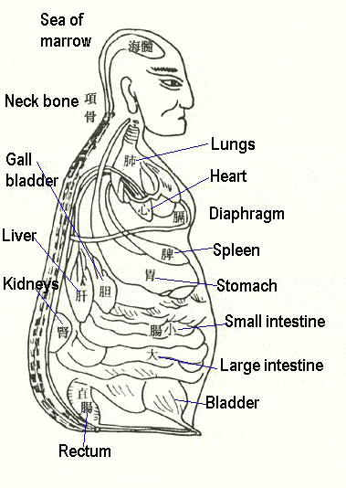 中醫臟腑
