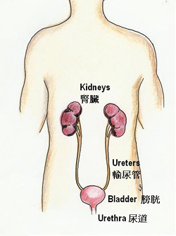 泌尿系統管道