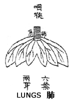 中醫肺臟負責將水谷精微散佈到皮毛，同時宣發衛氣