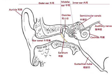 耳部結構圖