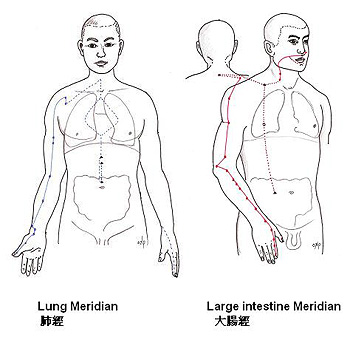 肺經和大腸經圖