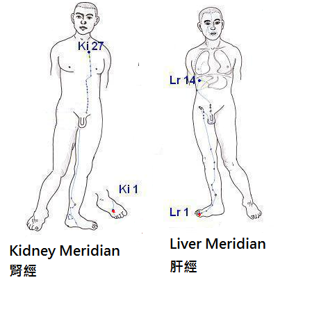 中醫認為高血壓的發病與肝臟、腎臟密切相關。