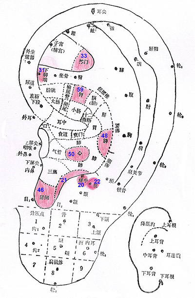 耳穴高清大图