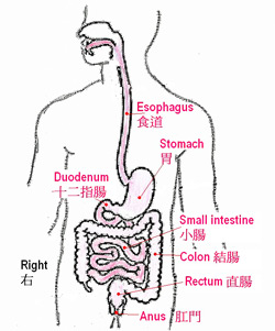 The digestive tract