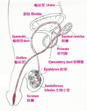 The male genital tract