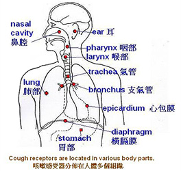 The lung system and the distribution of cough receptors.