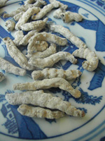 Silkworm