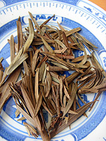 Oriental arborvitae leafy-twig