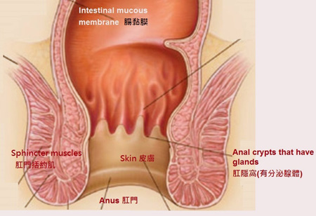 Structures of the anus