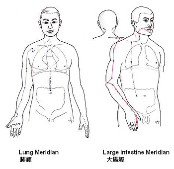 The lung and large intestine meridians