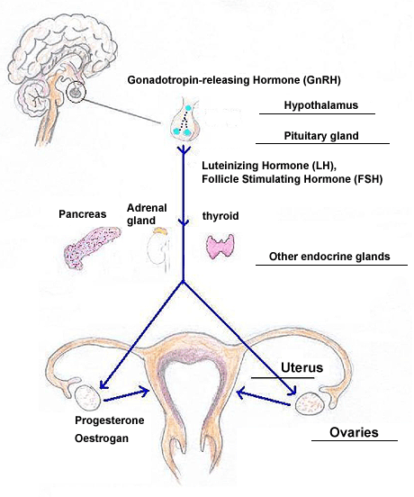 hypothalamus and pituitary gland. The hypothalamus-pituitary