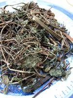 siegesbeckia herb