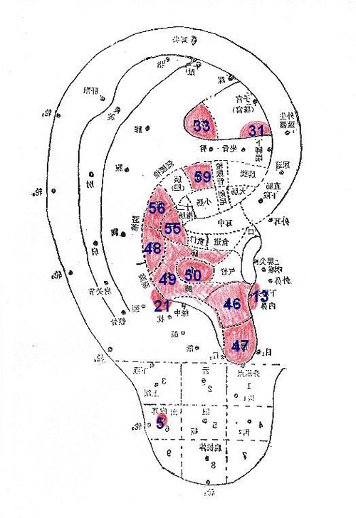 Chinese Auriculotherapy Chart