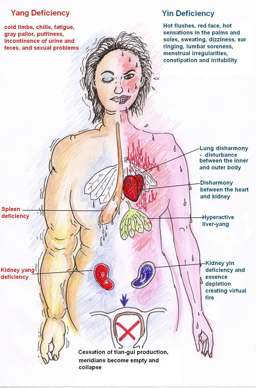 Traditional Chinese medicine views on the development of menopause problems