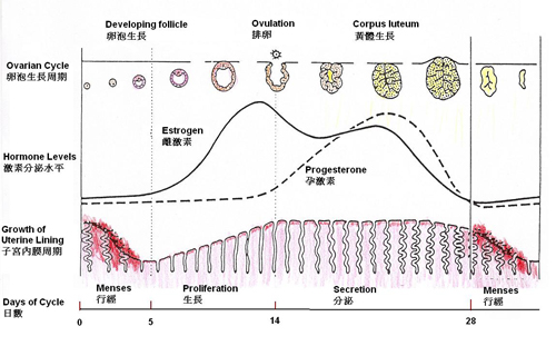 Events of a menstrual cycle inside the body
