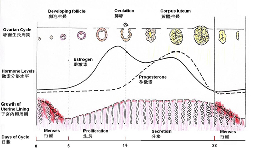 Events of a menstrual cycle