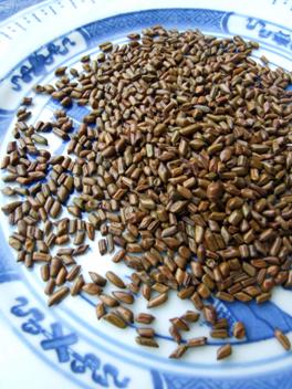 Cassia seed