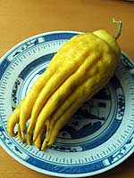 citron fruit