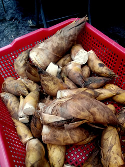 Bamboo shoots