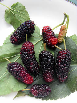 Fresh mulberry