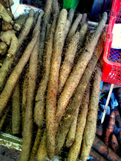 Fresh Chinese yam