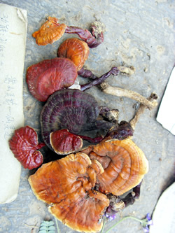 Wild reishi mushroom