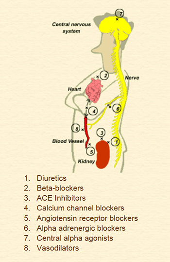 Actions of antihypertensive medications