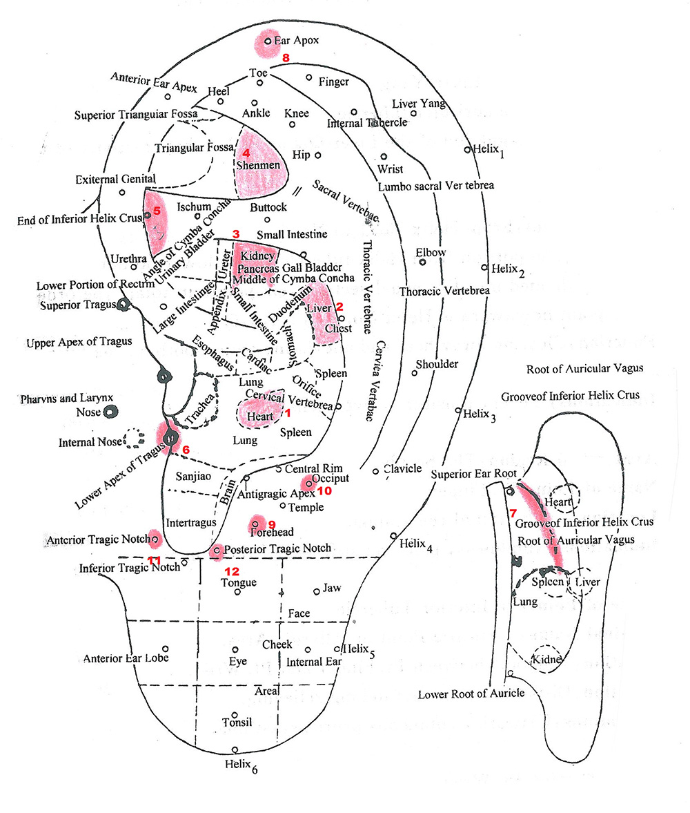 Chinese Auricular Ear Acupuncture Chart