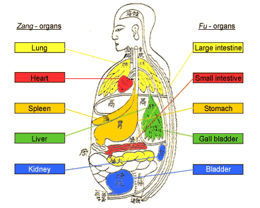 TCM organs