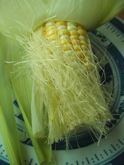 Corn silk