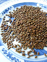 Cassia seed