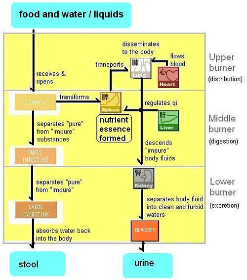 Urine Formation Flow Chart