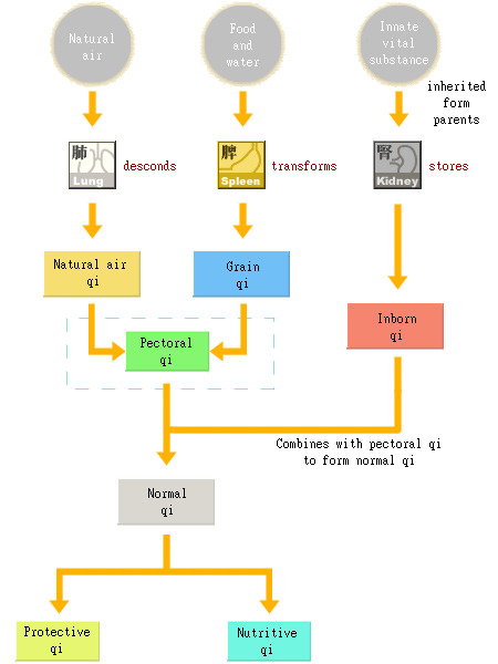 Flow chart for formation of qi
