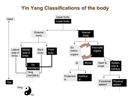 Yin yang classifications of the body
