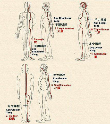 Image result for meridians, including three “ yang”, three “ yin” meridians along the arms and legs